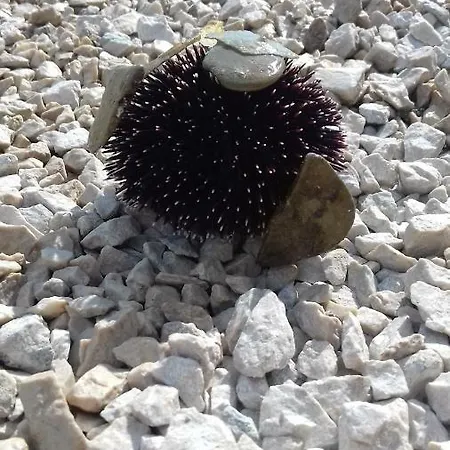 Antonia Nakic -stobrec Apartament *